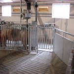 electronic sow feeder (1)